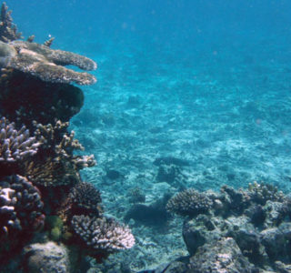 A reef underwater