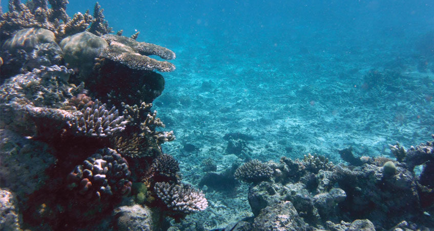 A reef underwater