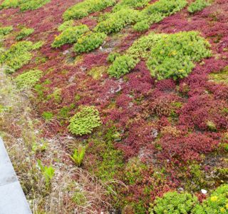 commercial green roof installation