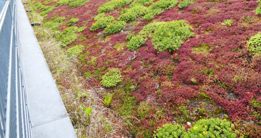 commercial green roof installation